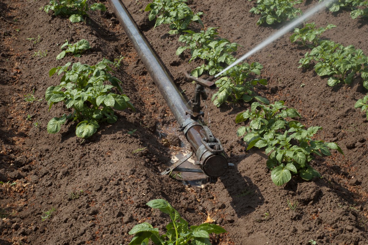 Micro-Spray Sprinkler Red